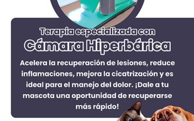 La oxigenoterapia hiperbárica en la medicina veterinaria se implementa en Venezuela