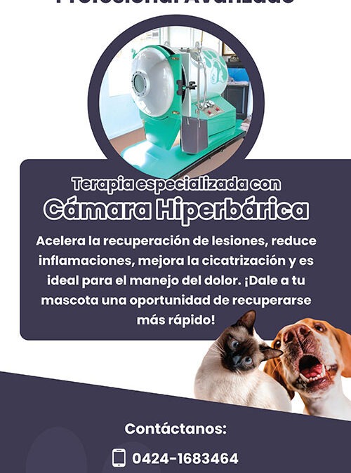La oxigenoterapia hiperbárica en la medicina veterinaria se implementa en Venezuela